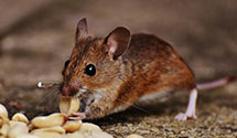 24 Hour & Emergency Exterminators in Pottawattamie Park, IN